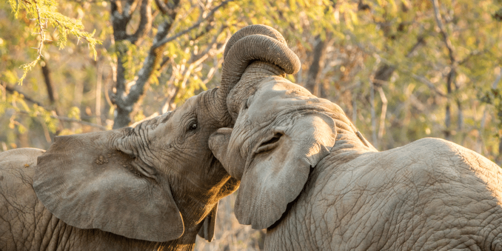 Communication after 40: Two elephants bonding with each other, trunks wrapped together.